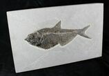 Sweet Diplomystus Fossil Fish - Wyoming #21870-2